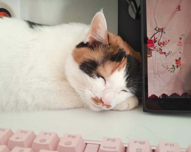 睡了睡了，吃罐罐叫我