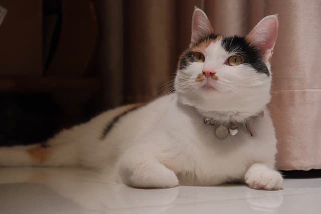 八嘎屎努子鼻涕泡泡兜