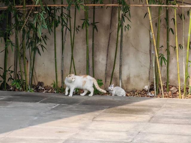 左边的折耳大猫已被哈啤社找到领养