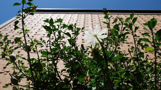 阳光下的花朵 是彩色的