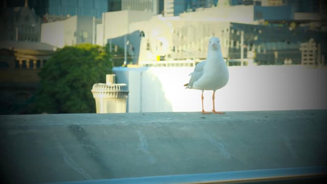 当你凝视海鸥 海鸥也在凝视你
