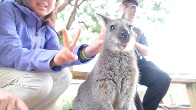 微笑小袋鼠