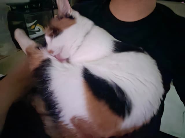 标准的大鸡腿兜