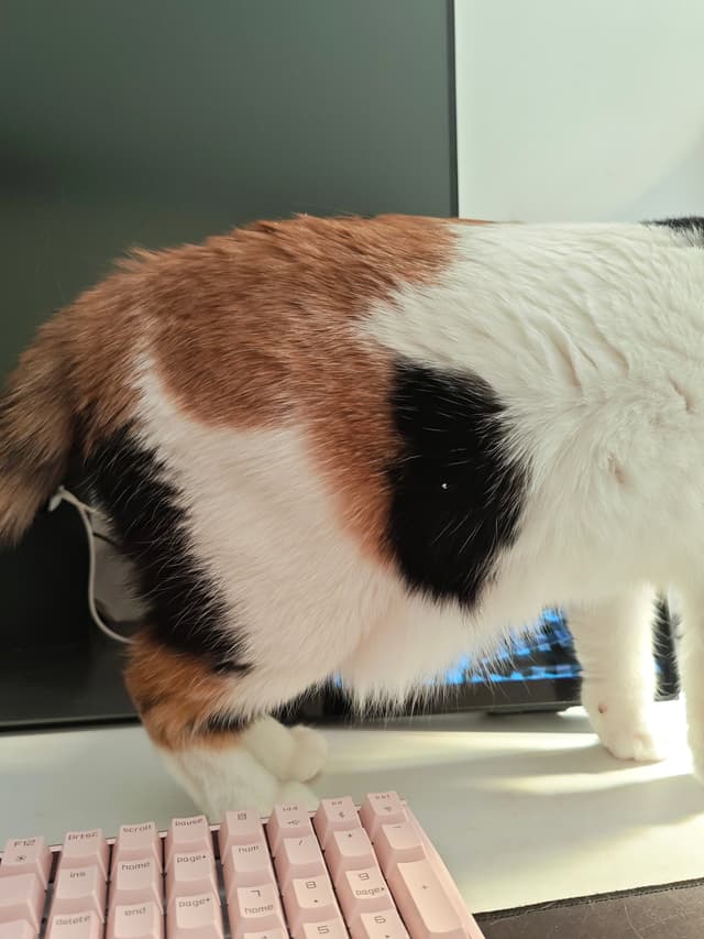 这么低的底盘，一看就是性能猫