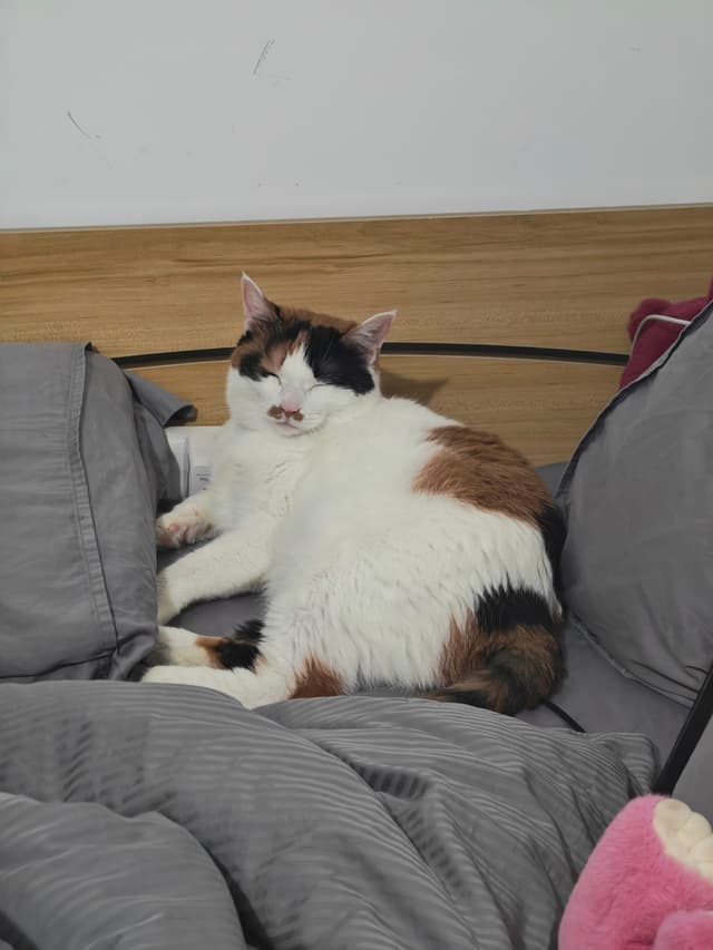 某天早上起床开灯，兜兜一脸嫌弃