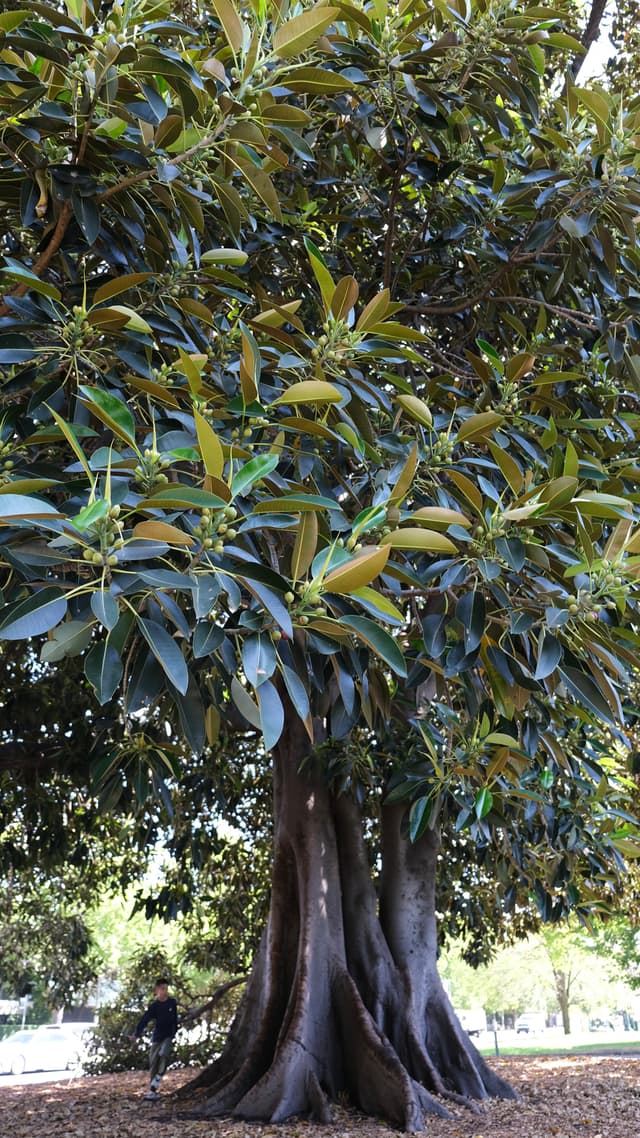 巨型橄榄树（小孩是比例尺）