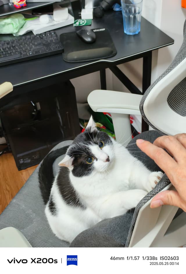 肥猫不让我打游戏