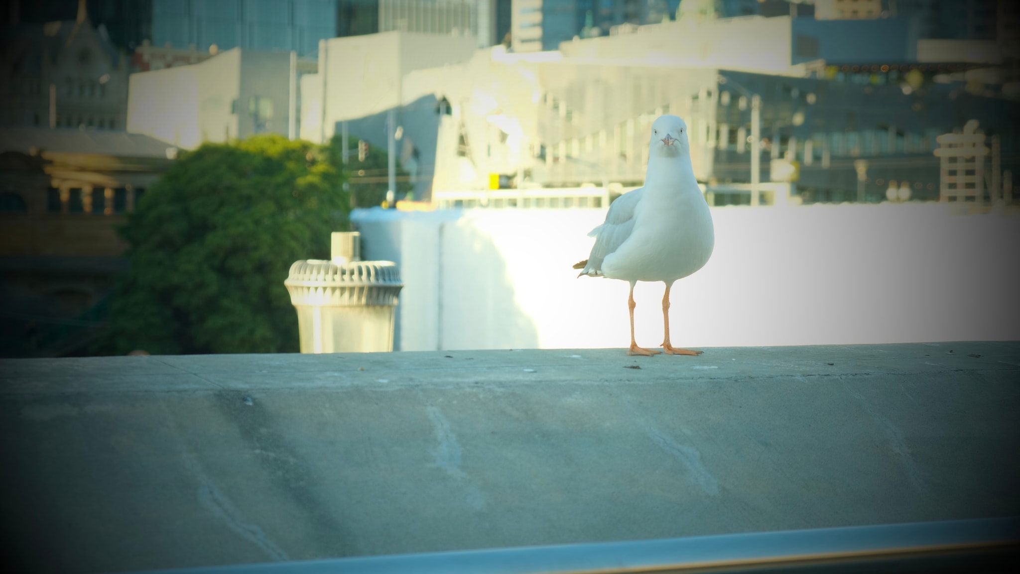 当你凝视海鸥 海鸥也在凝视你