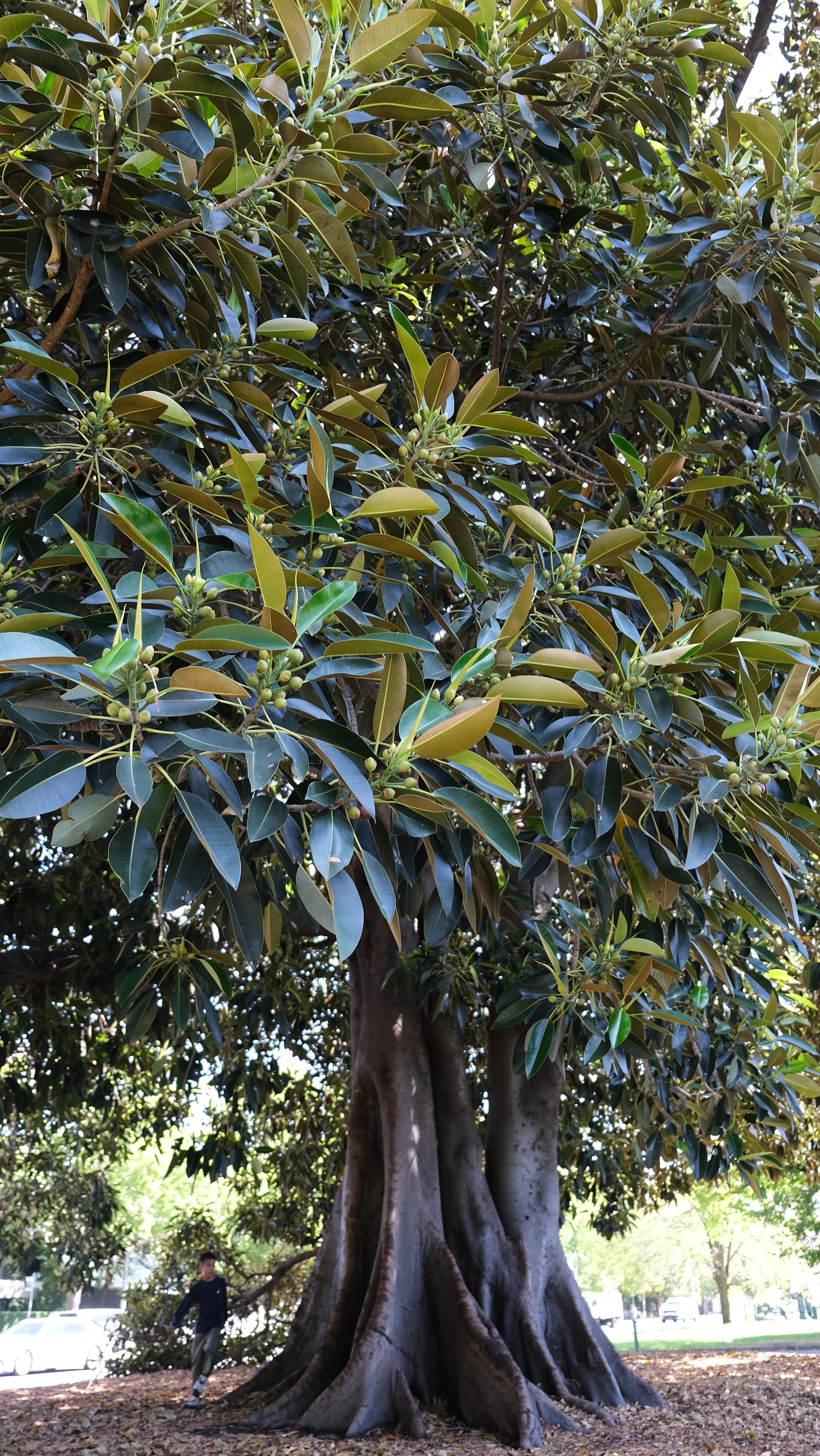 巨型橄榄树（小孩是比例尺）