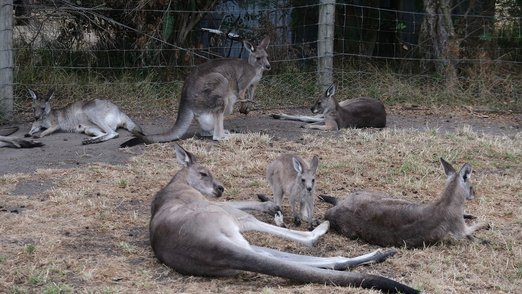 图中有几只袋鼠