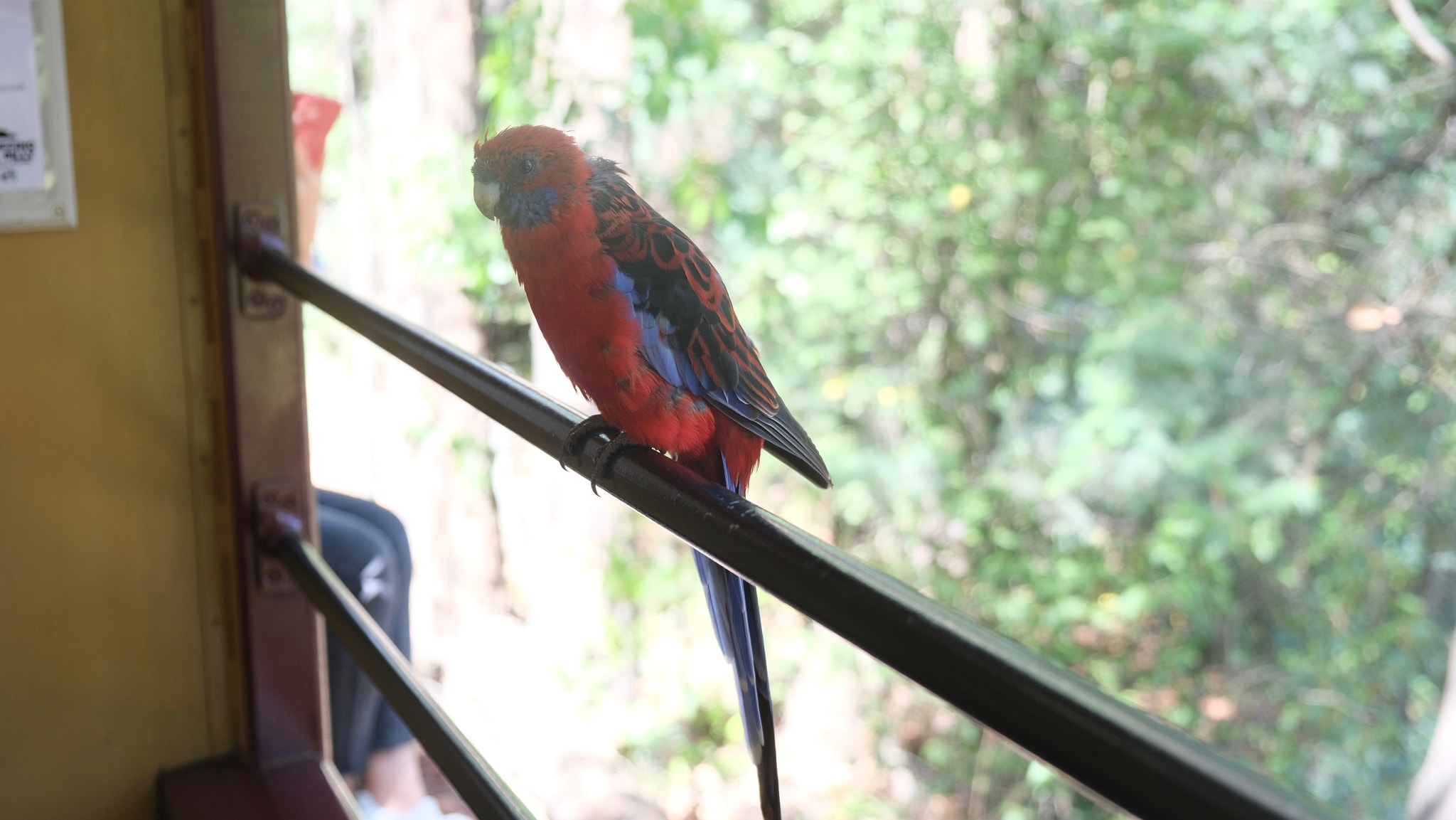 它眼里只有薯条